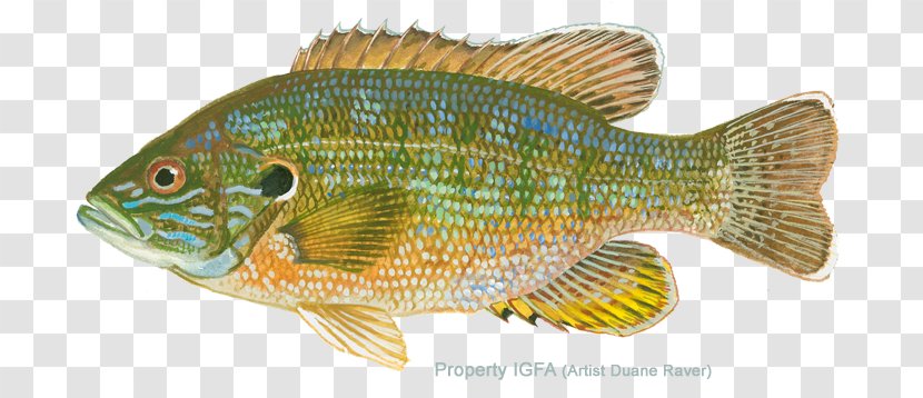 Tilapia Northern Red Snapper Perch Freshwater Aquarium Marine Biology - Bluegill Flies Transparent PNG