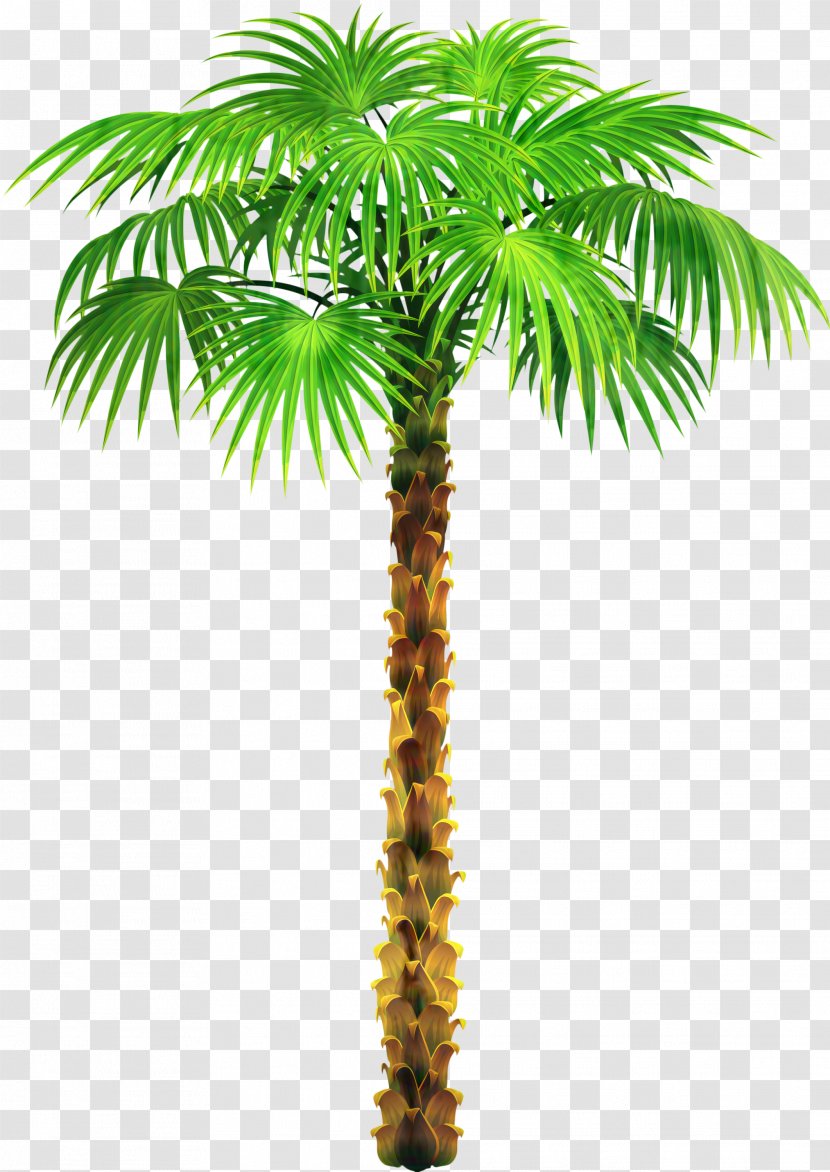 Palm Trees Clip Art Coconut - Terrestrial Plant - Date Transparent PNG