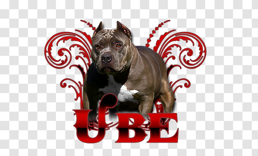 Dog Breed American Pit Bull Terrier - Bully Transparent PNG