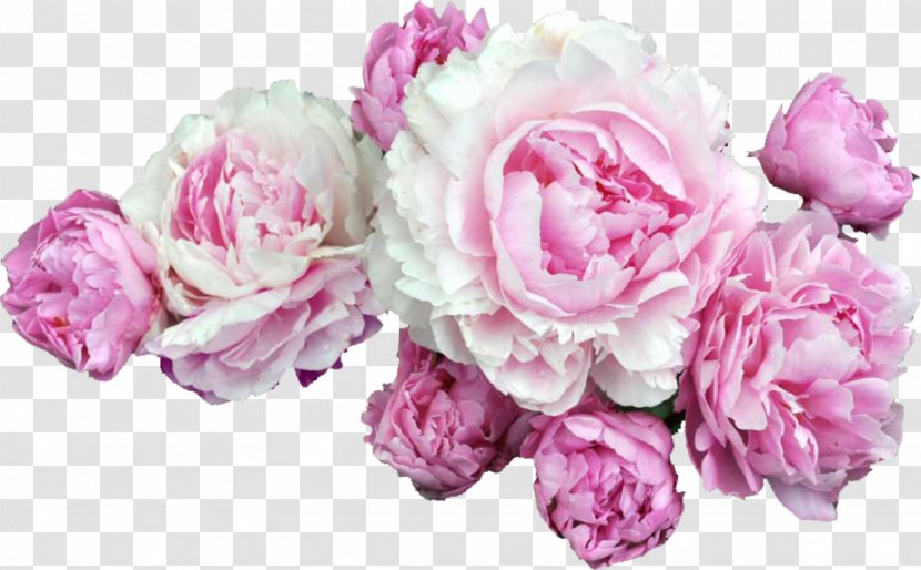 Cut Flowers Peony Clip Art Floral Design - Flower Bouquet Transparent PNG