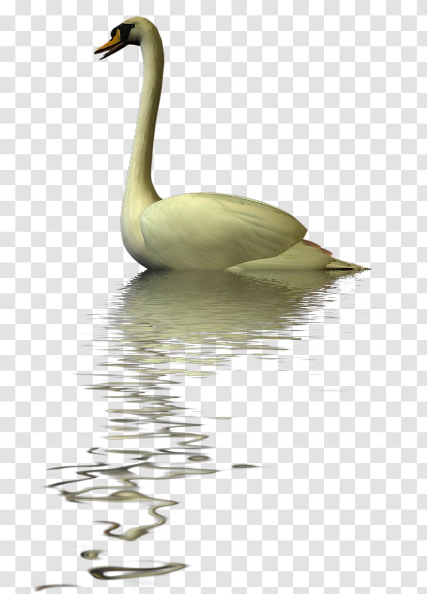 Cygnini Duck Goose Fauna Water Transparent PNG