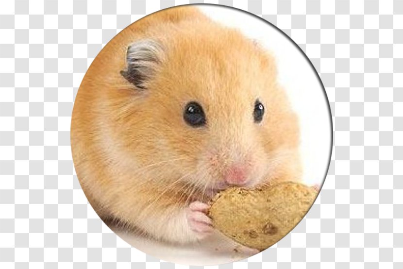 Golden Hamster European Roborovski Gerbil Care - Fauna - Guinea Pig Transparent PNG