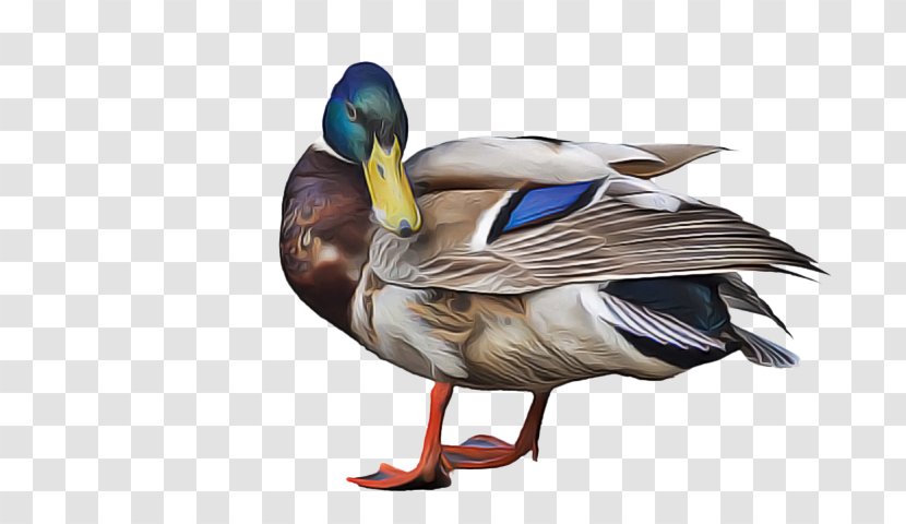 Duck Cartoon - Beak - Livestock Goose Transparent PNG