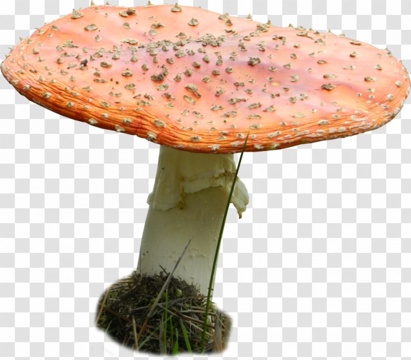 Edible Mushroom Agaric Medicinal Fungi Medicine Transparent PNG