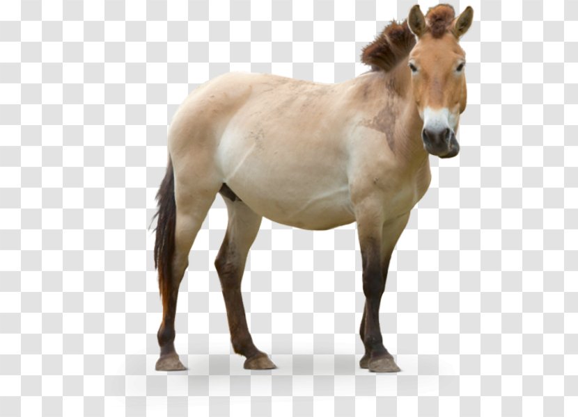 Mustang Foal Przewalski's Horse Stallion Pony - Terrestrial Animal Transparent PNG