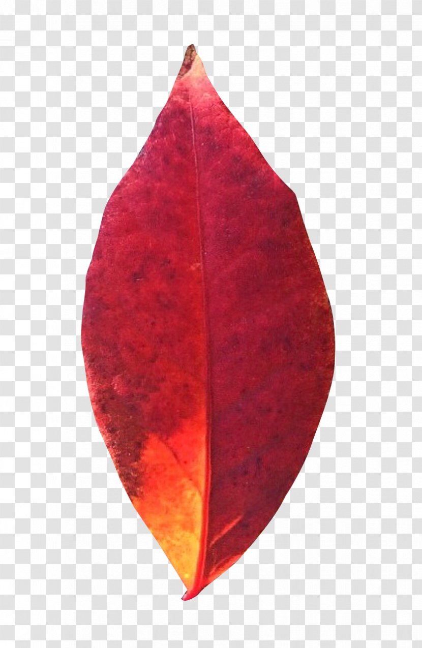Autumn Leaves Leaf Transparent PNG