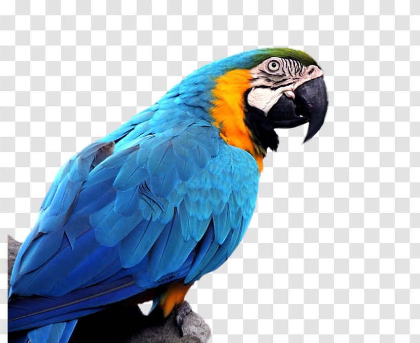 Parrot Bird Budgerigar Blue-and-yellow Macaw Hyacinth - Pet Transparent PNG
