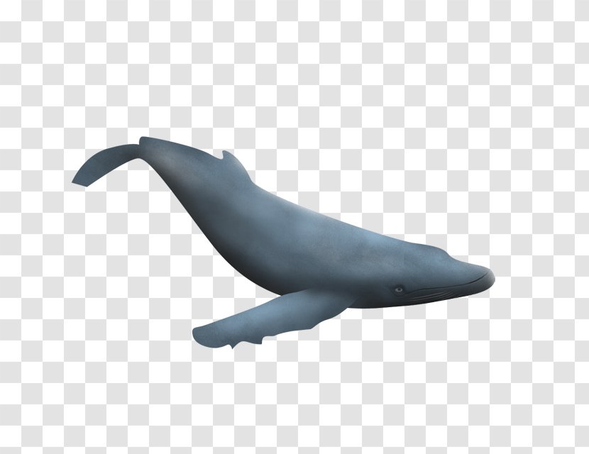 Common Bottlenose Dolphin Tucuxi Wholphin Sea Lion - Seals Transparent PNG