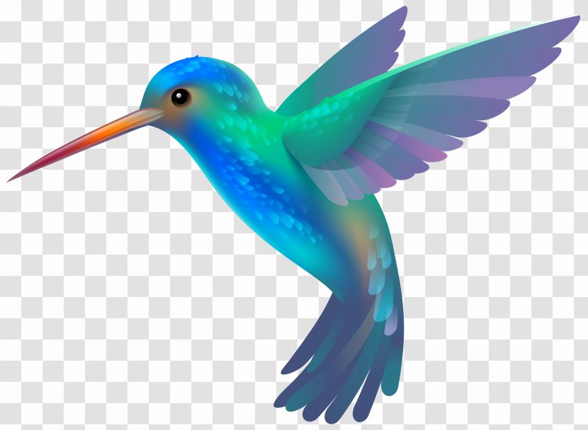 Hummingbird Clip Art - Beak - Transparent Image Transparent PNG