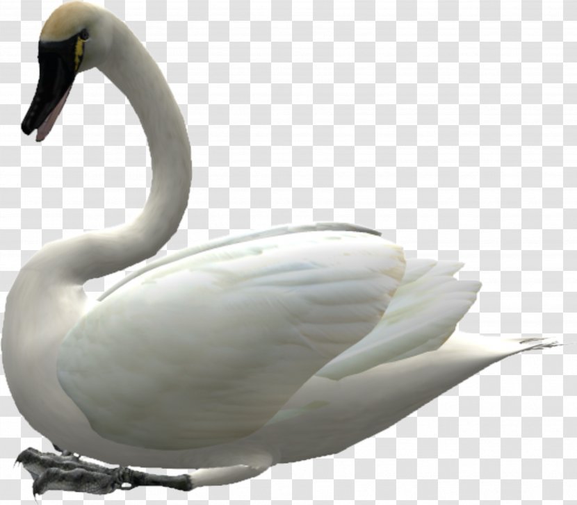 Cygnini Swan Goose Bird Duck - Google Images - Beautiful Transparent PNG