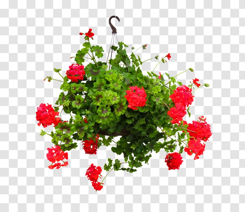 Garden Roses Hanging Basket Cut Flowers Flowerpot - Verbena - Flower Transparent PNG