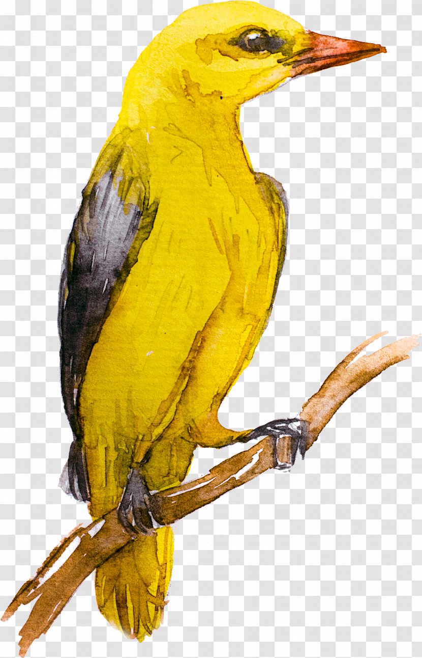 Bird Eurasian Golden Oriole Yellow Cafe Old World - Beak Transparent PNG