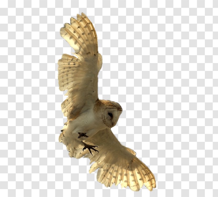 Little Owl Bird Of Prey - Flower Transparent PNG