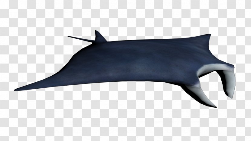 Giant Oceanic Manta Ray Myliobatoidei - Cartilaginous Fish - Mantaray Transparent PNG