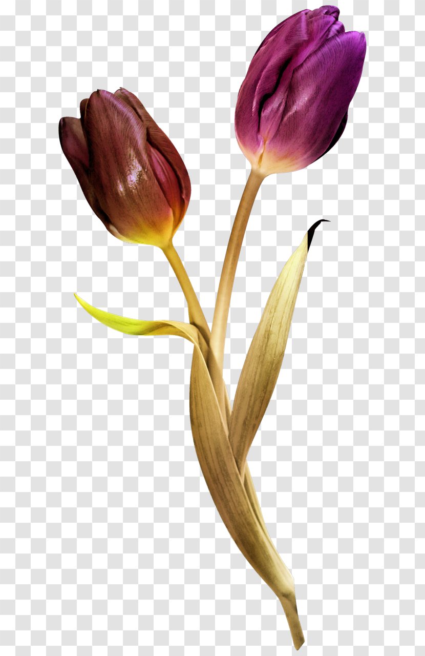 Tulip Cut Flowers Blume - Suitcase Vintage Transparent PNG