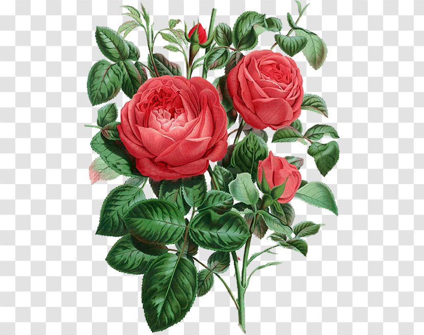 Garden Roses Cabbage Rose Floribunda Botanical Illustration Botany - Japanese Camellia - Flower Transparent PNG