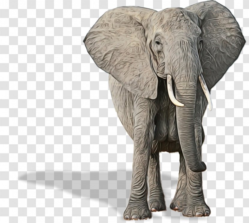 Indian Elephant African Poaching - Dog - Animal Transparent PNG