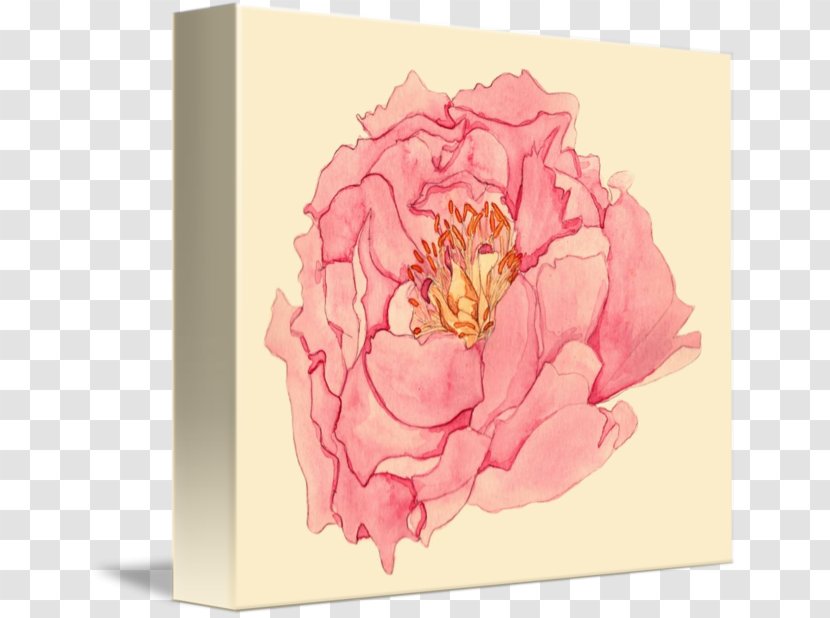Peony Flower Garden Roses Floral Design Tulips In A Vase - Rosaceae - Subshrubby Transparent PNG