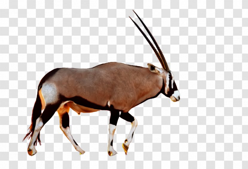 Gemsbok Oryx Antelope Wildlife Horn - Waterbuck Cowgoat Family Transparent PNG