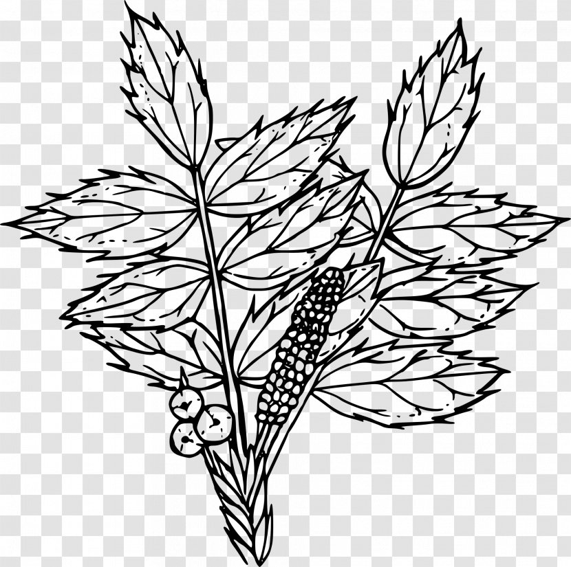 Flower Drawing Line Art Clip - Coloring Book - Ilex Aquifolium Transparent PNG