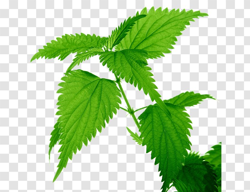 Common Nettle Medicinal Plants Leaf Food - Henna - Plant Transparent PNG