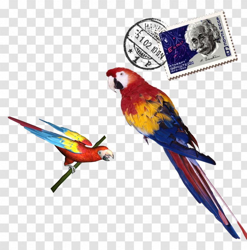 Parrot Download - Macaw - Colored Stamps Transparent PNG