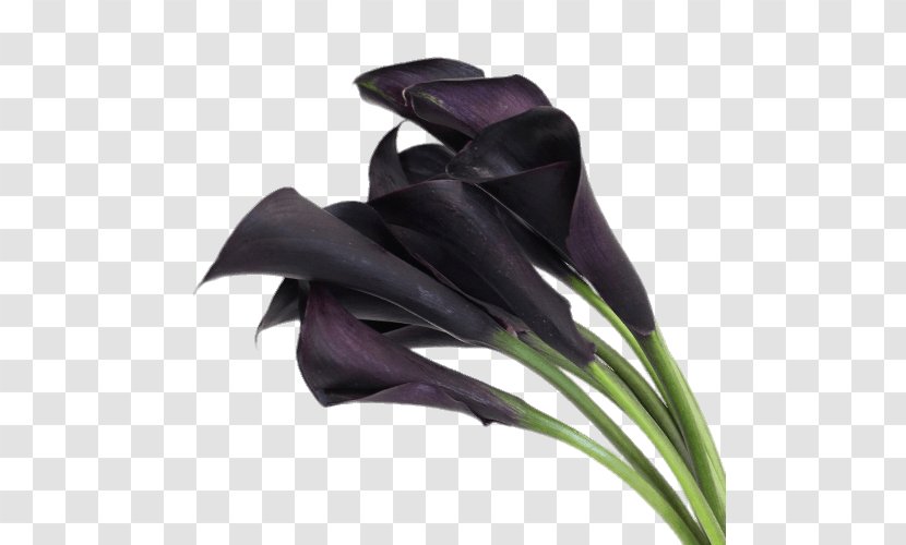 Arum-lily Flower Bouquet Bulb - Purple - Lily Transparent PNG