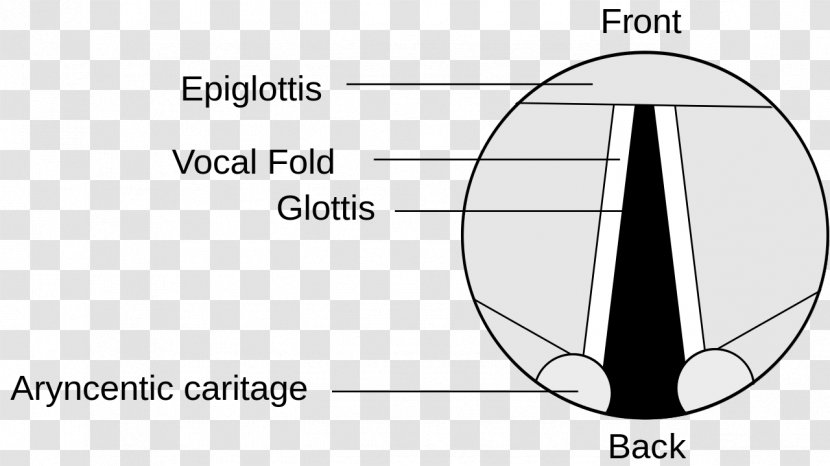 Epiglottis Vocal Folds Larynx Laryngeal Cancer - Monochrome - Anatomy Muscle Transparent PNG