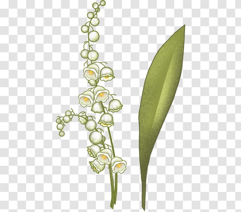 Arum-lily Flowering Plant Stem Plants - Lily Of Valley Transparent PNG