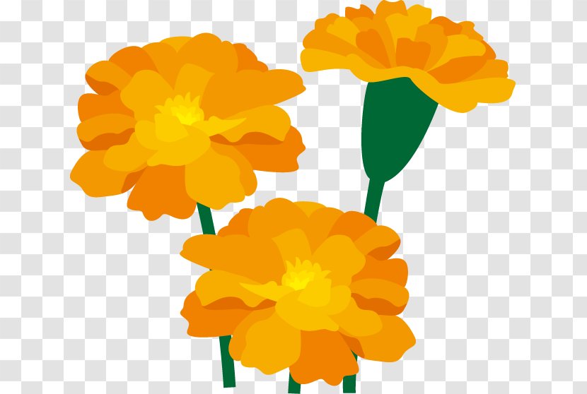 Marigold Flower Art Clip - Lutein Transparent PNG