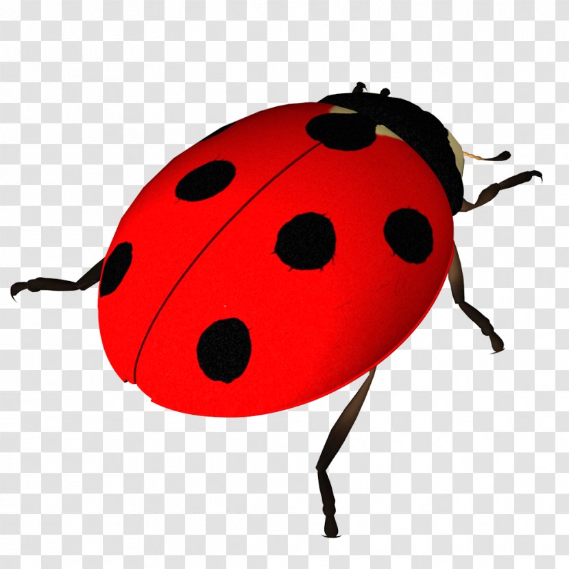 Beetle Clip Art Image Seven-spot Ladybird - Insect - Insects Body Parts Transparent PNG