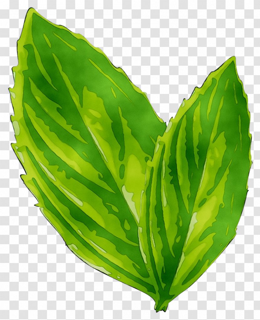 Spring Greens Leaf Herbalism Plant Stem Transparent PNG