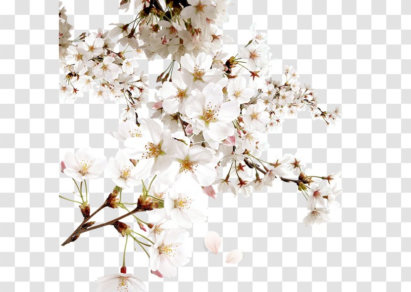 White Cherry Blossom Download - Flowering Plant - Peach Transparent PNG