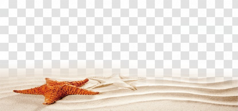 Starfish - Orange Transparent PNG