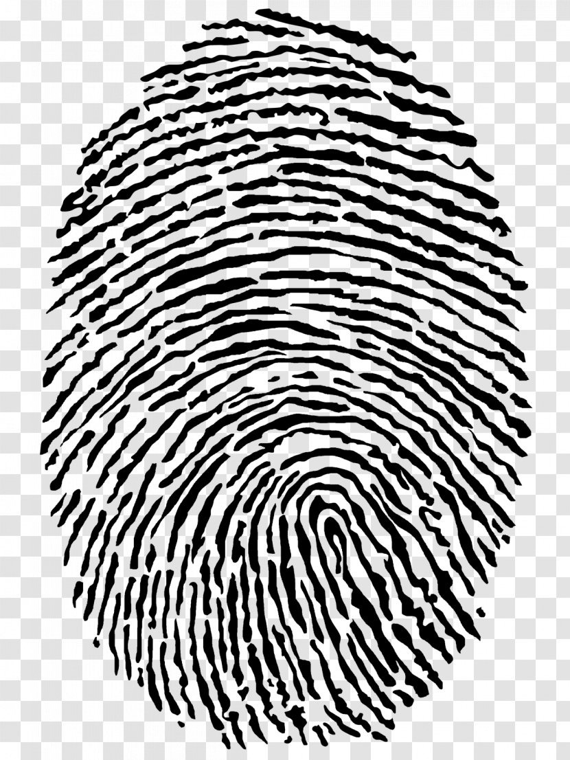 Fingerprint Computer Security Biometrics Technology Network - Organism Transparent PNG