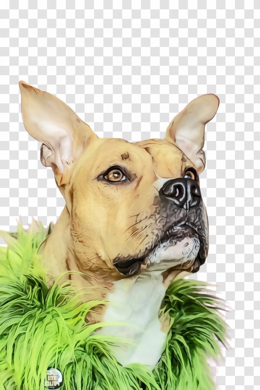 Watercolor Cartoon - Paint - Boston Terrier Ear Transparent PNG