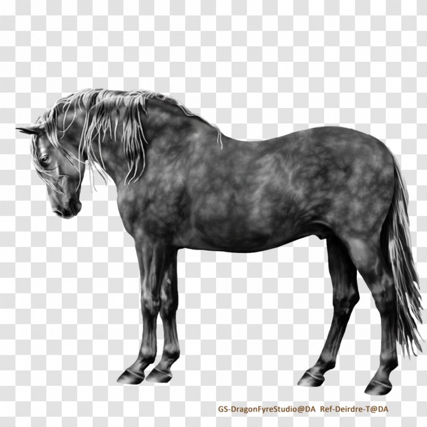 Andalusian Horse Mane Mare Mustang Stallion - Tack Transparent PNG