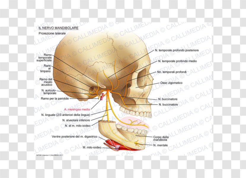 Ear Mandibular Nerve Auriculotemporal Infraorbital - Cartoon Transparent PNG