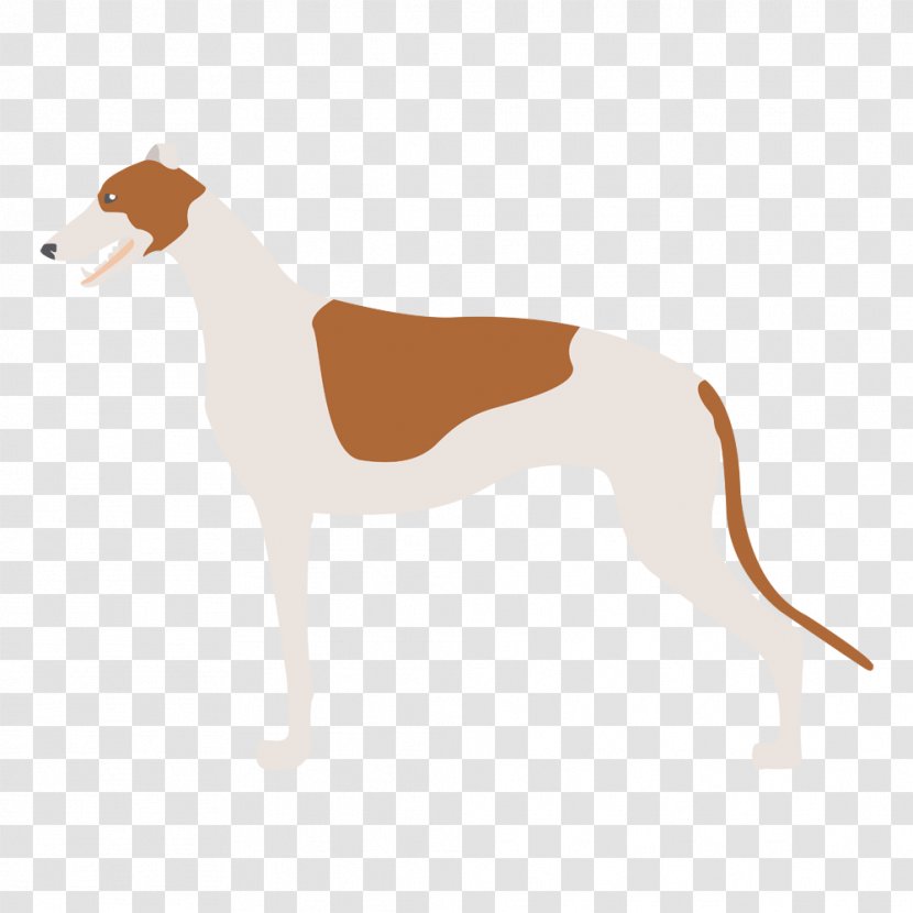 Italian Greyhound Spanish Whippet Sloughi - Dog - American Foxhound Transparent PNG