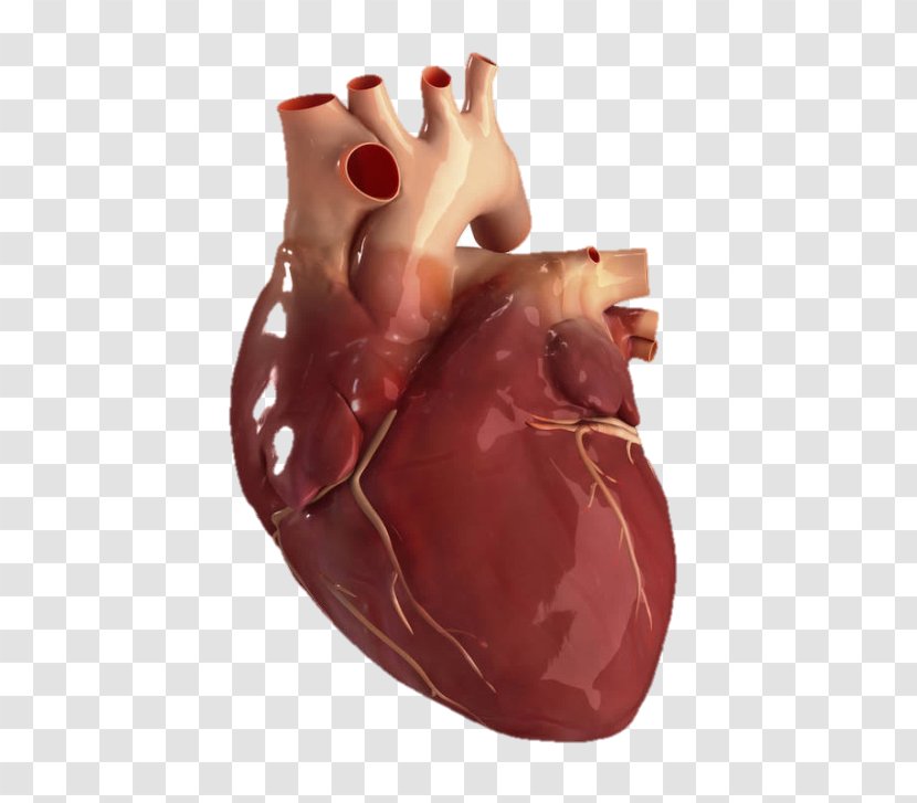 Human Anatomy About Your Heart Stock Photography - Tree Transparent PNG