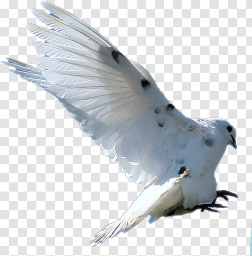Bird Columbidae Rock Dove Feather - Stock - Flying Seagull Transparent PNG