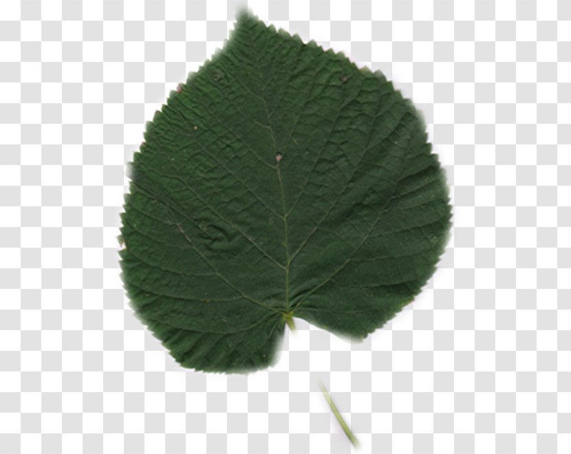 Leaf - Plant Transparent PNG