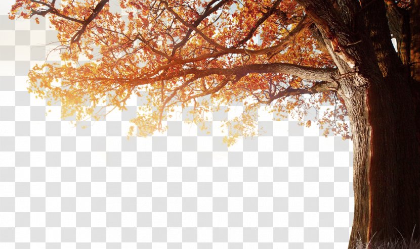 4K Resolution 1080p Autumn Wallpaper - Sunlight - Winter Fall Tree Transparent PNG