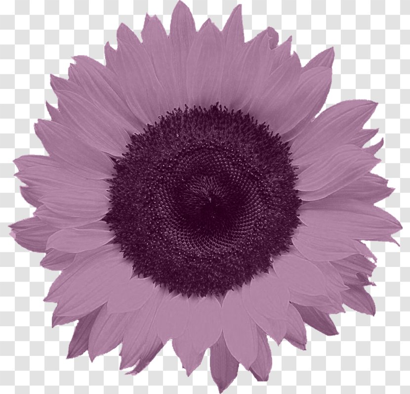 Common Sunflower Food - Petal - Purple Chrysanthemum Transparent PNG