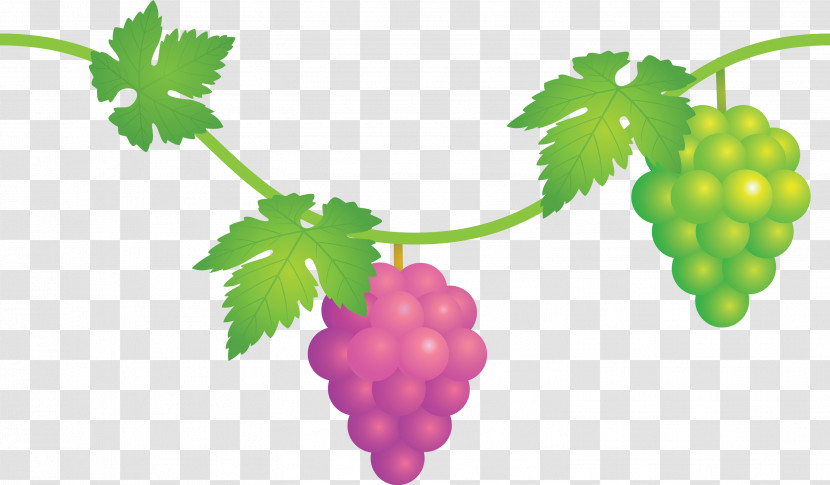 Grape Grapes Fruit Transparent PNG