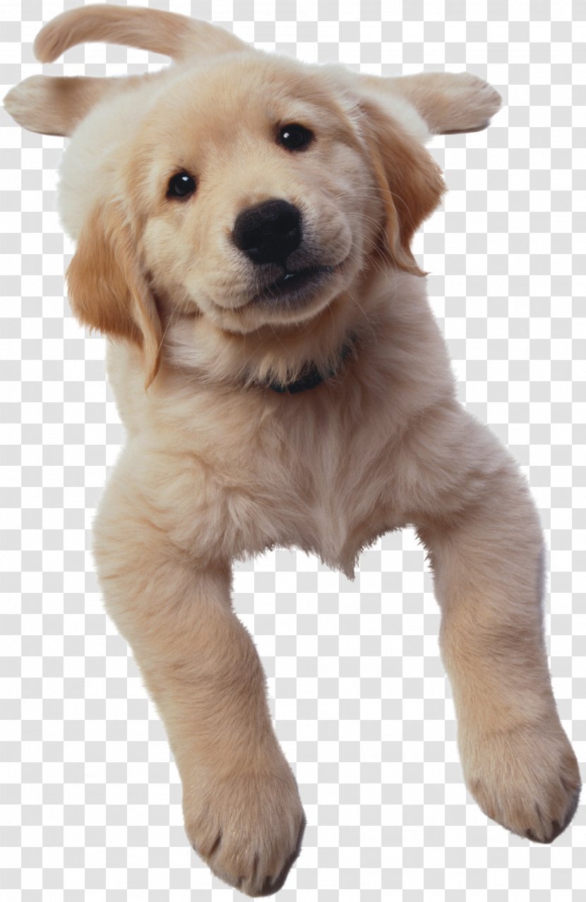 Golden Retriever Houghton Mifflin Harcourt Math Expressions The Company Of Dogs Publishing - Puppy Transparent PNG