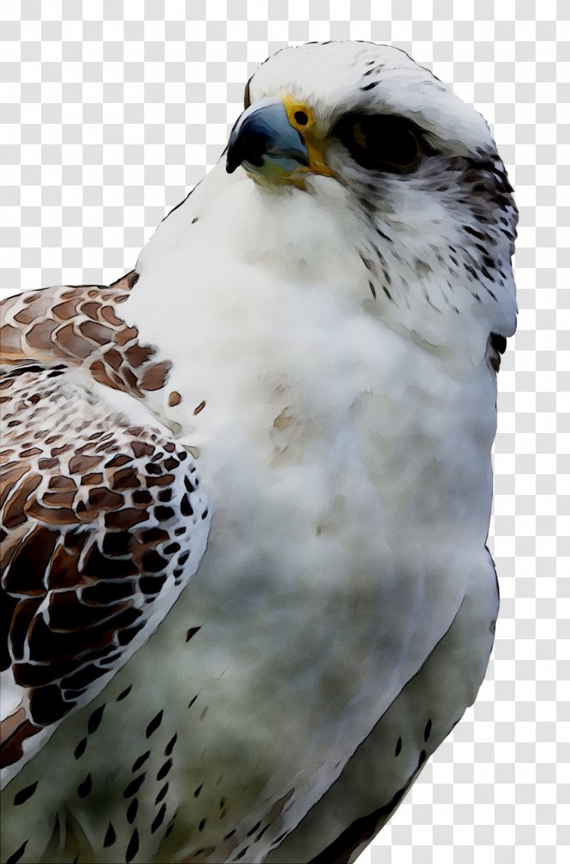 Owl Beak Fauna Hawk Feather - Wildlife - Kite Transparent PNG