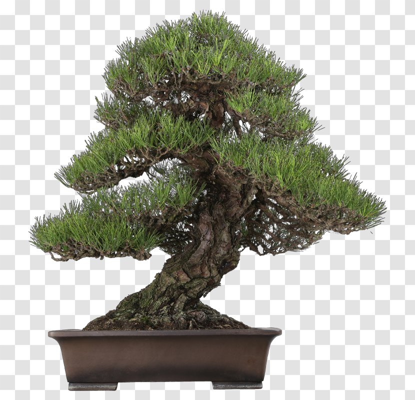 Chinese Sweet Plum Indoor Bonsai Tree Pinus Thunbergii - Houseplant Transparent PNG