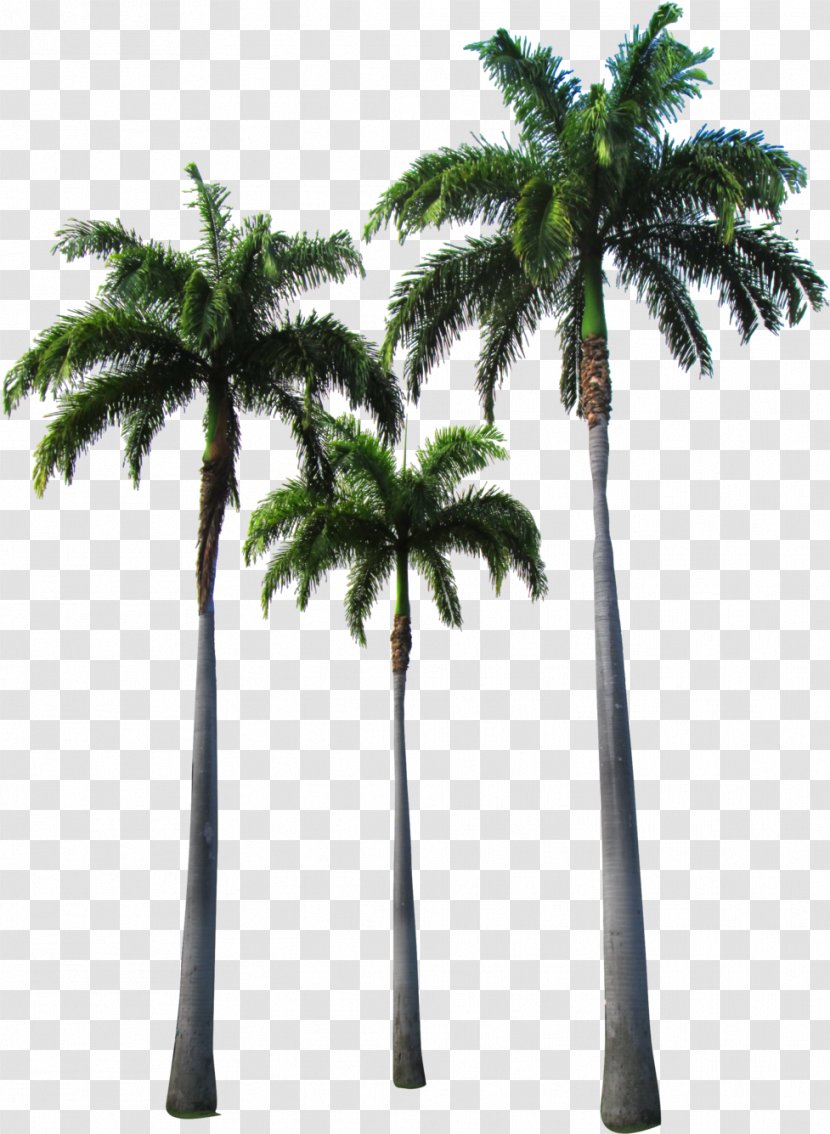 Palm Tree - Woody Plant - Elaeis Vegetation Transparent PNG