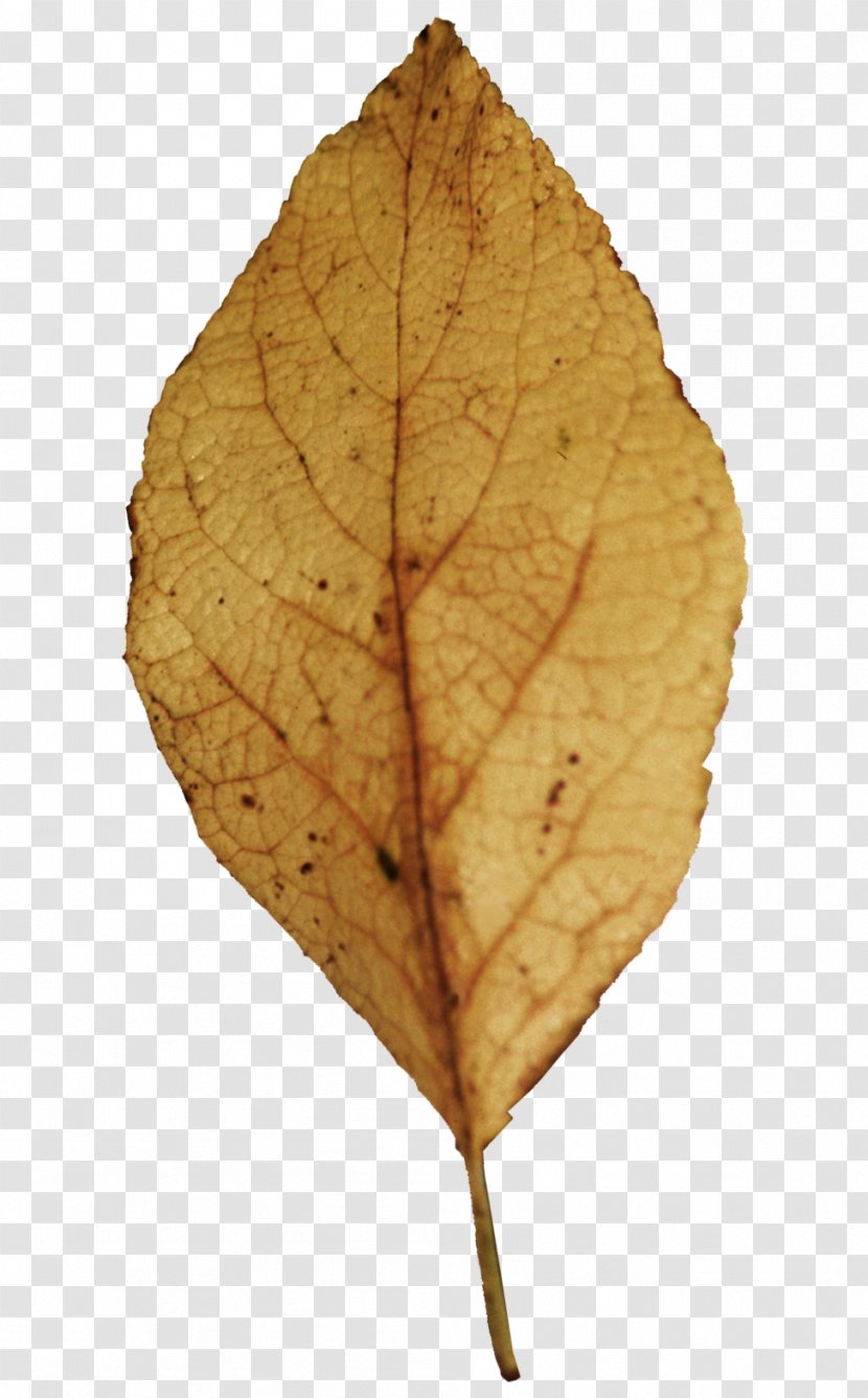 Leaf Tree Evergreen Spondias Purpurea - Copyright Transparent PNG